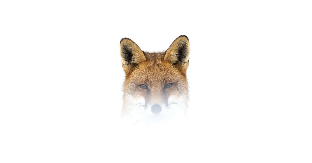 Photo signature Lueur Sauvage